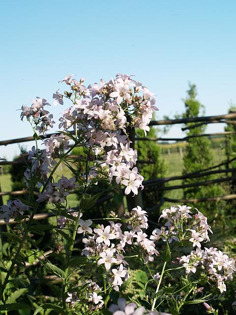 Campanula Loddon Anne.JPG - Campanula 'Loddon Anne' / Glockenblume / Herrenkamper Gärten